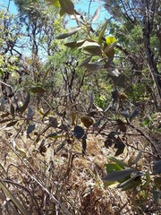 Duguetia furfuracea