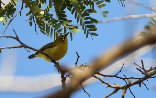 Lemon-bellied White-eye (Zosterops chloris), photo 10