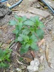 Urtica dioica dioica