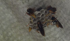 Polistes cavapytiformis