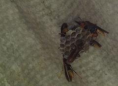 Polistes cavapytiformis