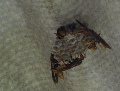 Polistes cavapytiformis