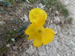 Papaver alpinum