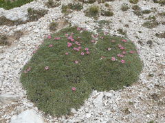 Potentilla nitida