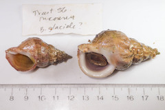 Buccinum glaciale