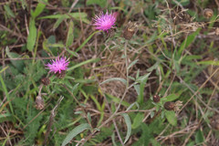 Centaurea decipiens