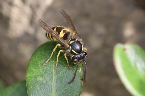 American Yellowjacket photo 4