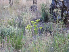 Lavandula pedunculata