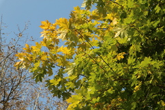 Acer platanoides