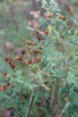 Hypericum perforatum