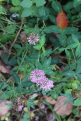 Trifolium pratense