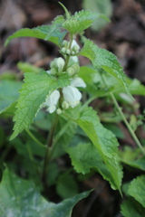 Lamium album
