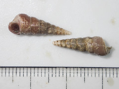 Tachyrhynchus erosus