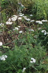 Achillea millefolium