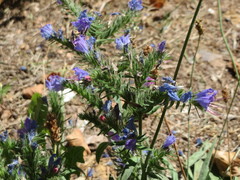 Echium vulgare