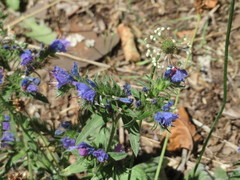 Echium vulgare