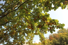 Quercus robur