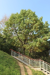 Quercus robur
