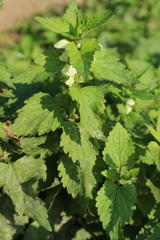 Lamium album