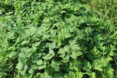 Aegopodium podagraria