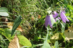 Campanula rapunculoides