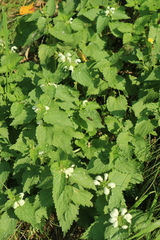 Lamium album