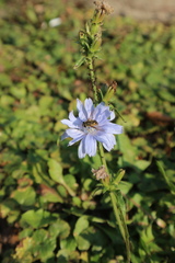 Cichorium intybus