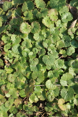 Glechoma hederacea