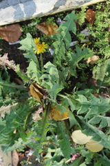 Taraxacum officinale