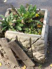 Taraxacum officinale