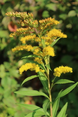 Solidago gigantea