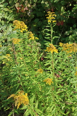 Solidago gigantea