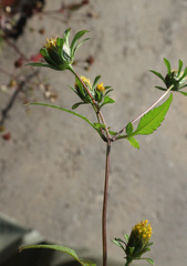 Bidens frondosa