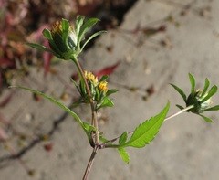 Bidens frondosa