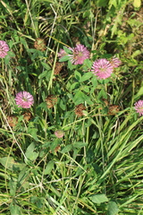 Trifolium pratense