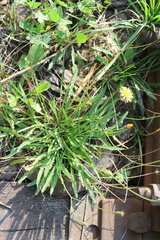 Scorzoneroides autumnalis