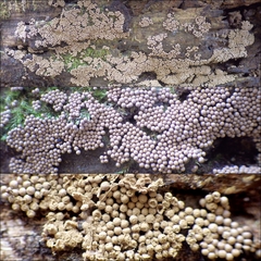 Cribraria argillacea
