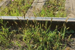 Setaria pumila