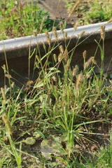 Setaria pumila