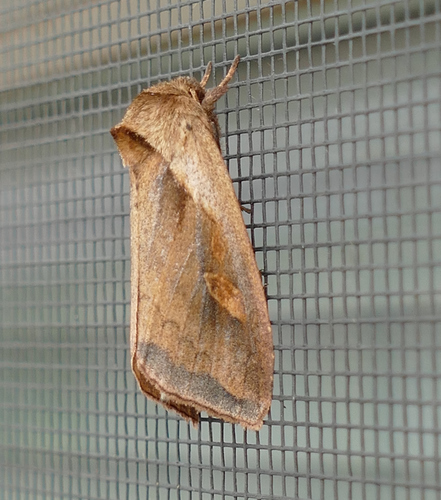 Cattail Borer Moth photo 2