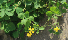 Chelidonium majus