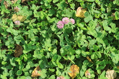 Trifolium pratense