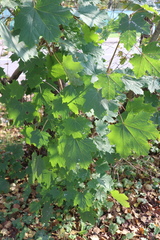 Acer platanoides