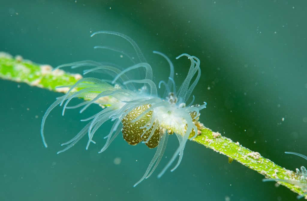 Bunodeopsis strumosa