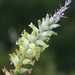 Lachenalia longibracteata - Photo (c) Gerhard Malan, algunos derechos reservados (CC BY-NC), subido por Gerhard Malan