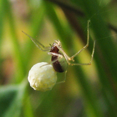 Neottiura bimaculata