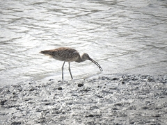 Numenius madagascariensis