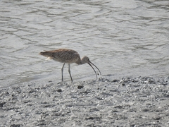 Numenius madagascariensis