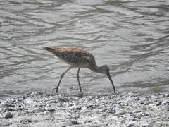 Numenius madagascariensis