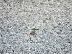 Numenius madagascariensis